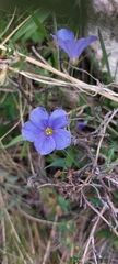 Linum altaicum