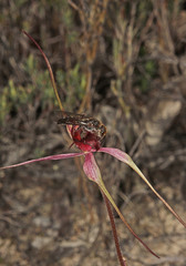 Caladenia formosa