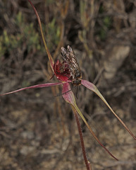 Caladenia formosa