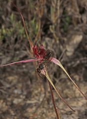 Caladenia formosa