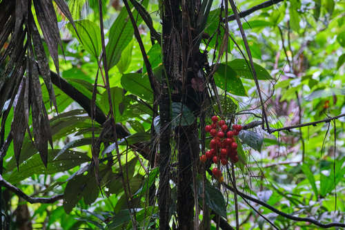 Jellybean palm (Synechanthus fibrosus)