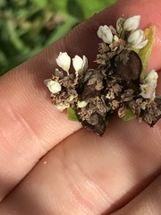 Fagopyrum esculentum