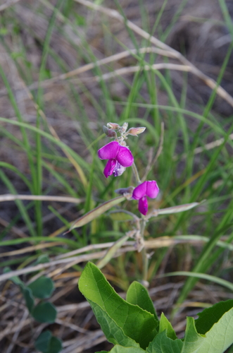 Image of Tephrosia lindheimeri by (c) Eric Knight, some rights reserved (CC BY)