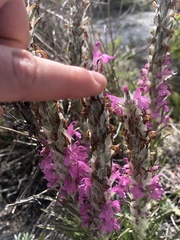 Pedicularis lanata
