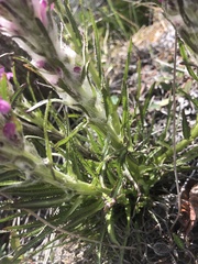 Pedicularis lanata