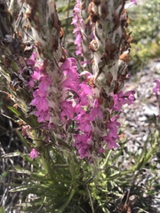 Pedicularis lanata