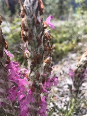 Pedicularis lanata