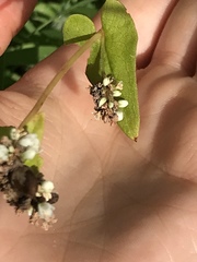 Fagopyrum esculentum