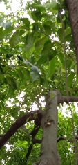 Ficus irisana