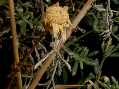 Agdistis americana
