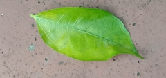 Ficus irisana