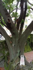 Ficus irisana