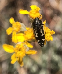 Acmaeodera connexa