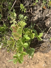 Rubus arcticus