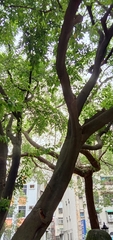 Ficus irisana