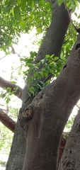 Ficus irisana