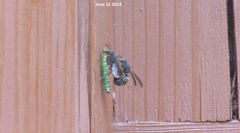 Orancistrocerus drewseni