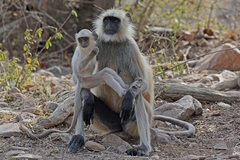 Semnopithecus entellus