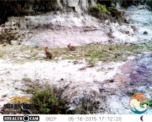 メキシコワタオウサギ