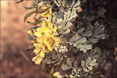 Senna artemisioides helmsii