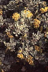 Senna artemisioides helmsii