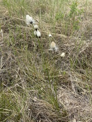 Eriophorum brachyantherum