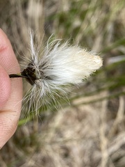Eriophorum brachyantherum