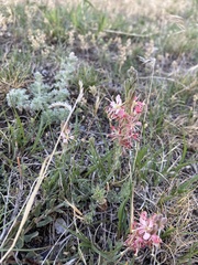 Oenothera suffrutescens