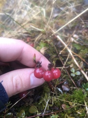 Arctostaphylos uva-ursi