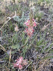 Oenothera suffrutescens