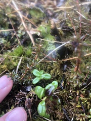 Arctostaphylos uva-ursi