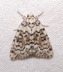 Cryphia pallidioides