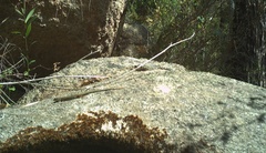 Ctenotus labillardieri