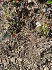 Cherleria arctica