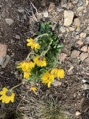 Arnica griscomii