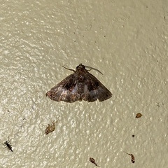 Catephiodes trinidadensis