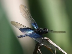Rhyothemis triangularis
