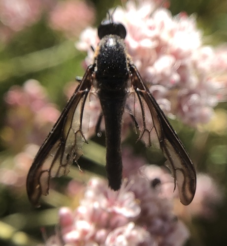 iNaturalist observation photo of Thevenetimyia