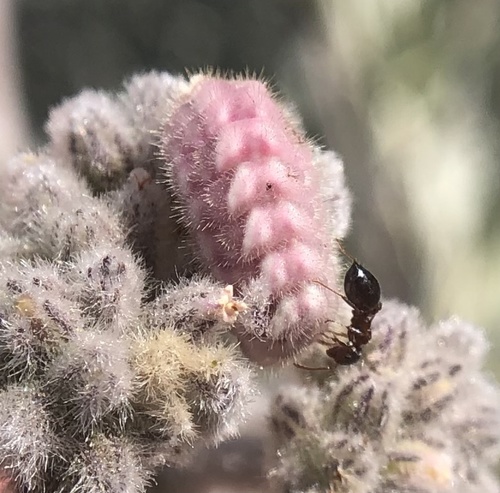 iNaturalist observation photo of Gossamer-winged Butterflies