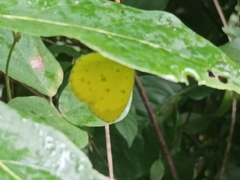 Eurema hecabe sulphurata