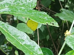 Eurema hecabe sulphurata