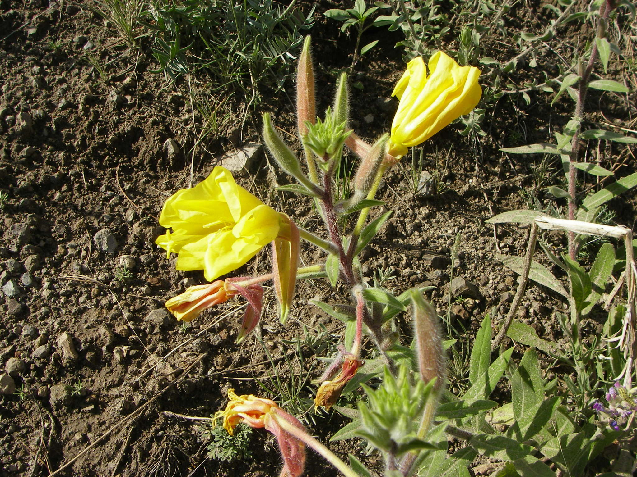 Oenothera longissima