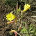 Oenothera longissima - Photo (c) Anthony Mendoza, algunos derechos reservados (CC BY-NC-SA)