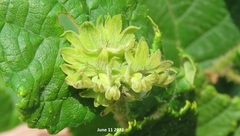 Corylus heterophylla
