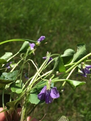 Viola septentrionalis