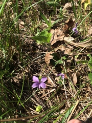 Viola septentrionalis