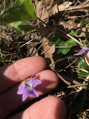 Viola septentrionalis