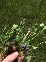 Viola septentrionalis