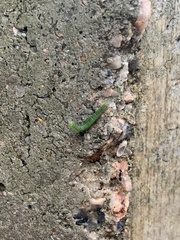 Lepidoptera