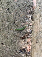 Lepidoptera